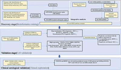 Methylation and transcriptomic expression profiles of HUVEC in the oxygen and glucose deprivation model and its clinical implications in AMI patients